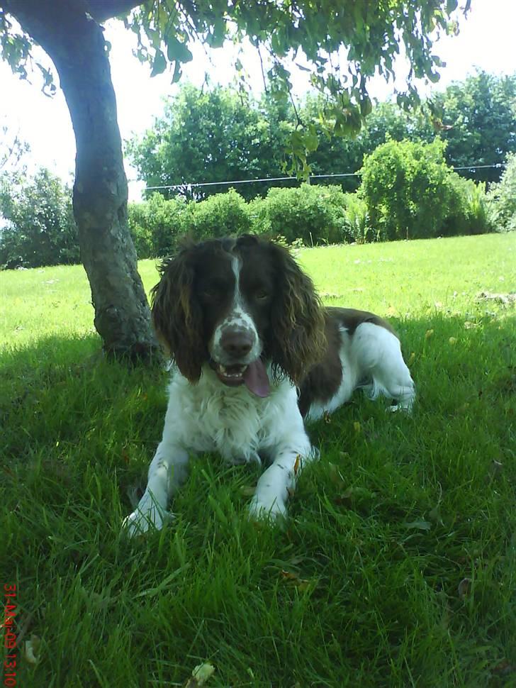 Field spaniel basse billede 6