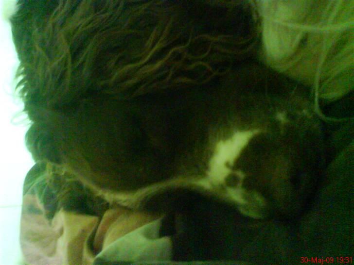 Field spaniel basse billede 7