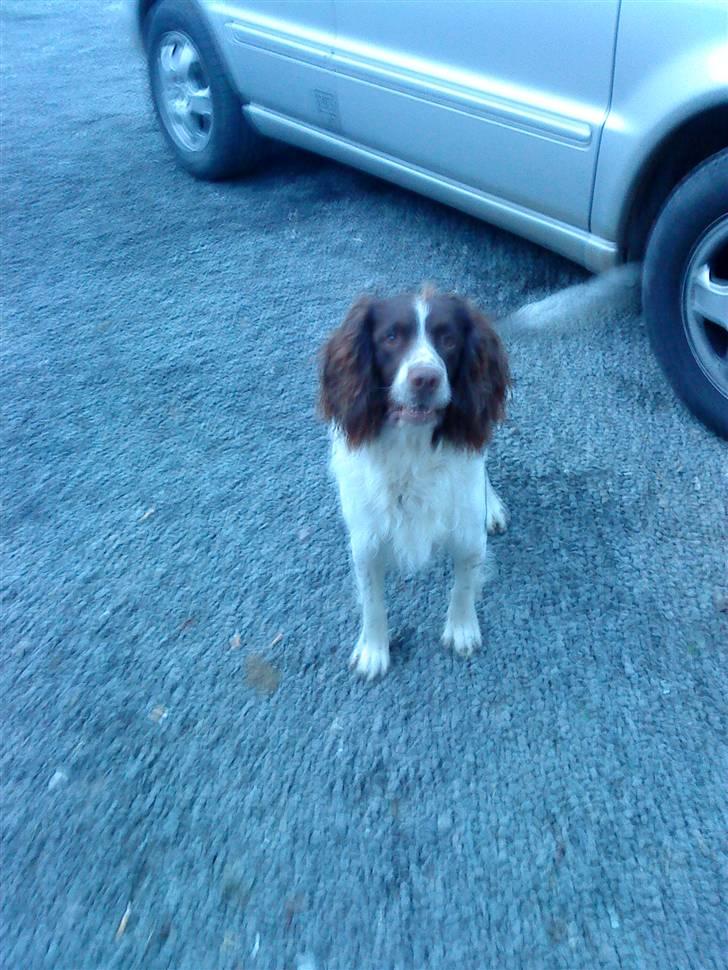 Field spaniel basse billede 8