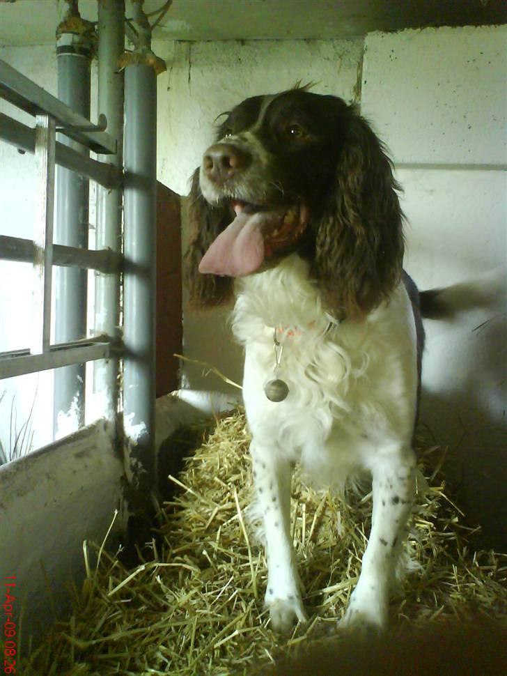 Field spaniel basse billede 9