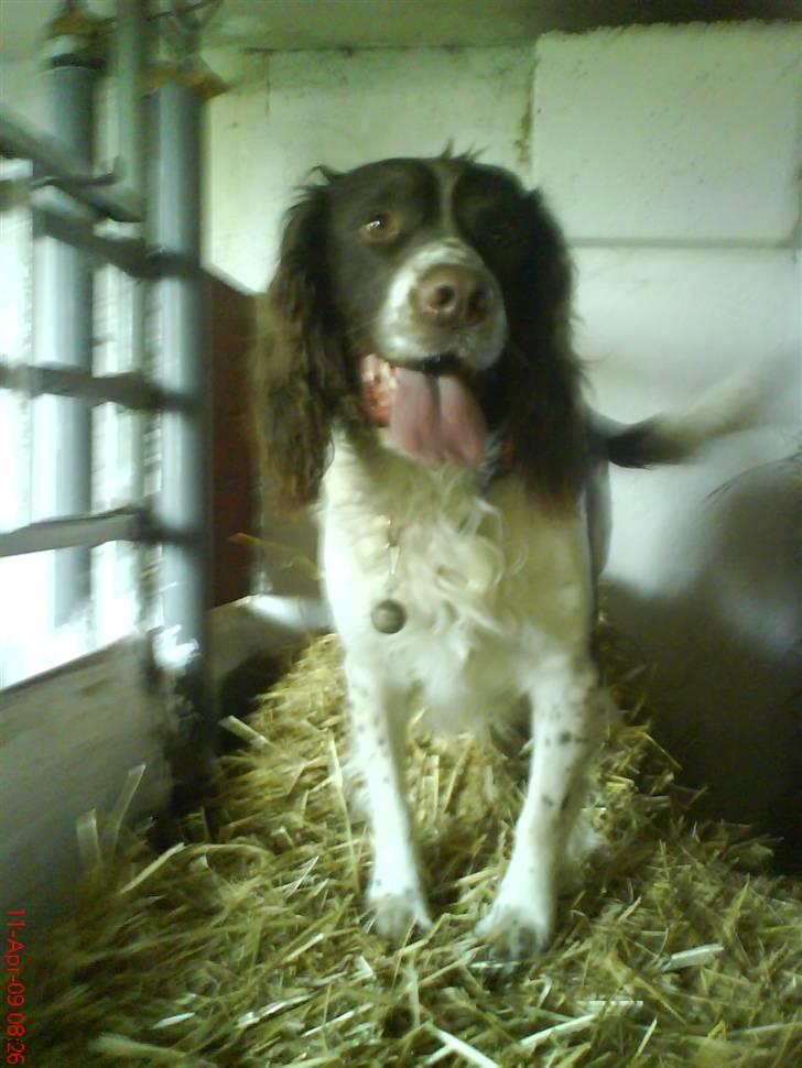 Field spaniel basse billede 10