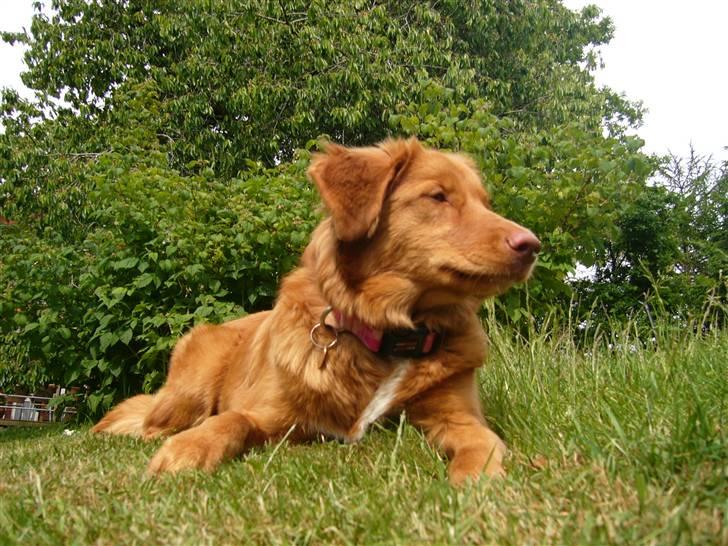Nova scotia duck tolling retriever Maggie billede 1