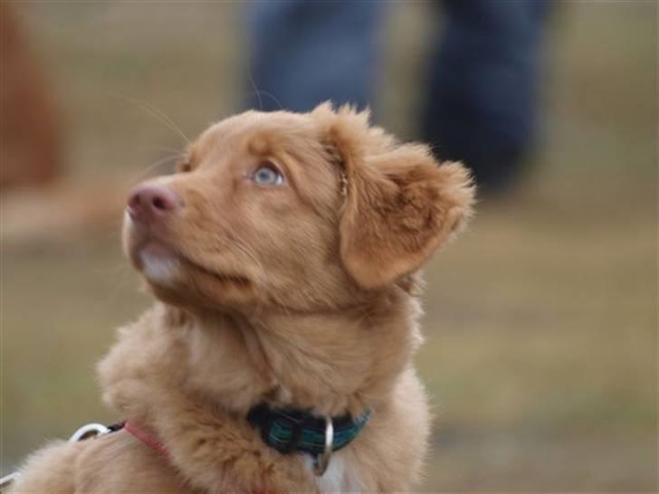 Nova scotia duck tolling retriever Maggie billede 2