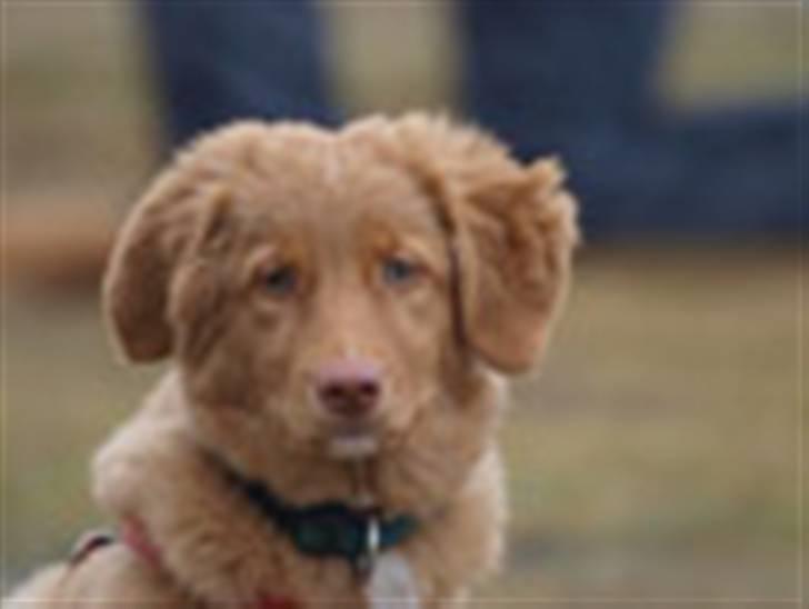 Nova scotia duck tolling retriever Maggie billede 3