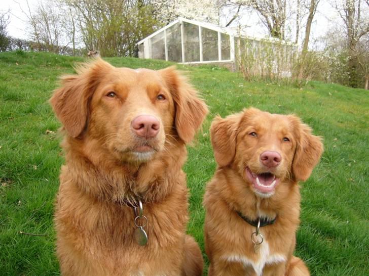 Nova scotia duck tolling retriever Maggie billede 4