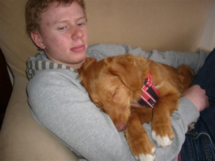 Nova scotia duck tolling retriever Maggie billede 5