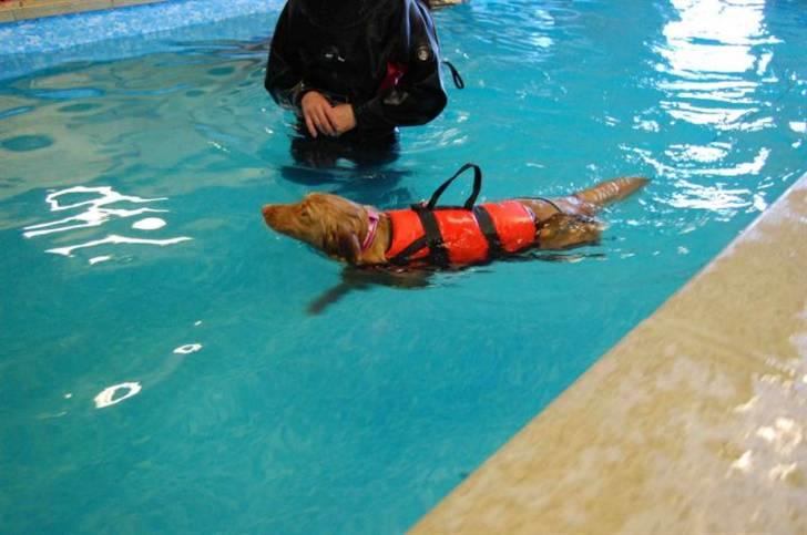 Nova scotia duck tolling retriever Maggie billede 6