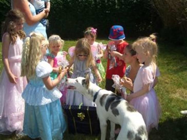 Alaskan husky Venus billede 9