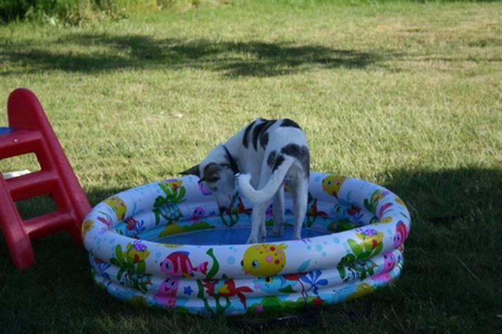 Alaskan husky Venus billede 10