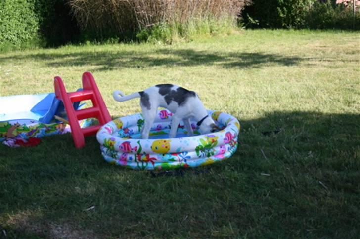 Alaskan husky Venus billede 11