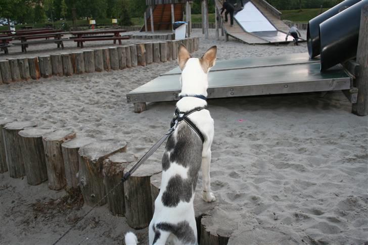 Alaskan husky Venus - Venter på at lillepigen kommer susende ned af rutsjebanen... billede 12