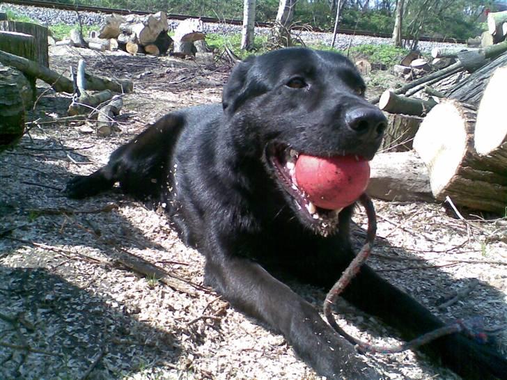 Blanding af racer Rohan billede 12