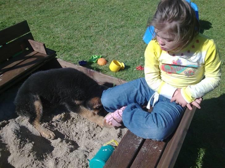 Schæferhund - "Bjarli oliver" - King billede 6