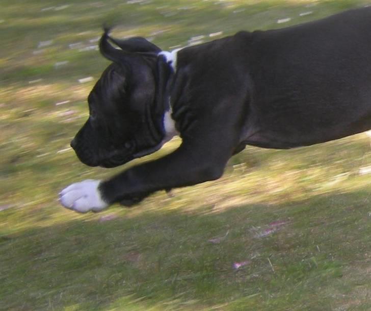 Blanding af racer Enzo billede 13