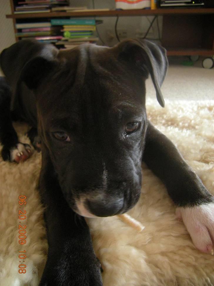 Blanding af racer Enzo billede 14