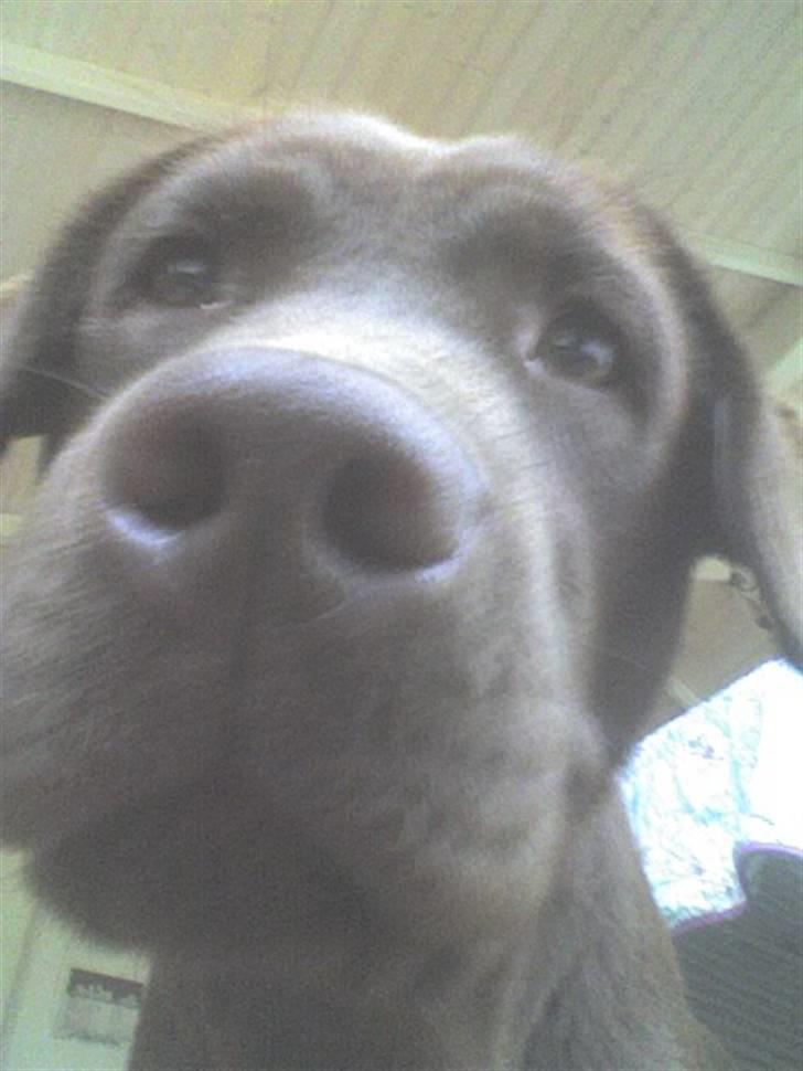 Labrador retriever Wilma billede 1