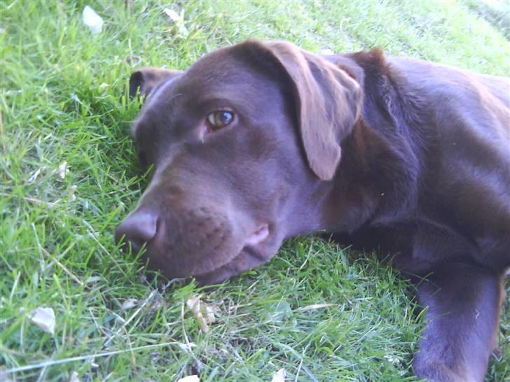 Labrador retriever Wilma - Wilma der sover lidt i græset. billede 2