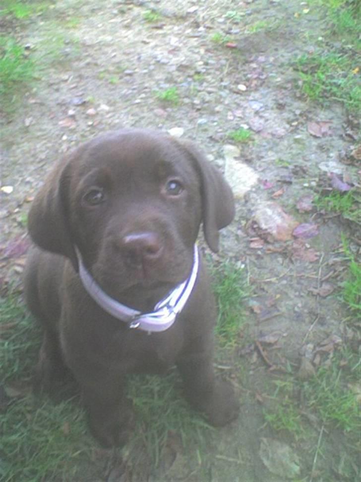 Labrador retriever Wilma billede 3