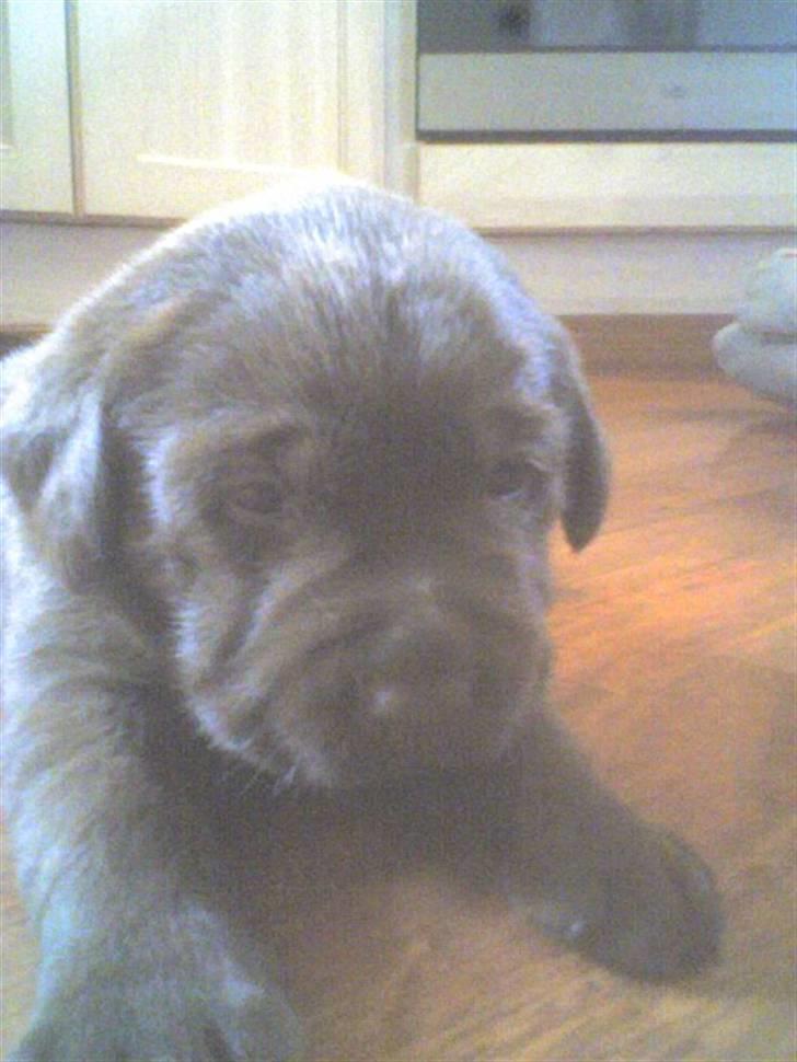 Labrador retriever Wilma - Lille delle wilma haha billede 4