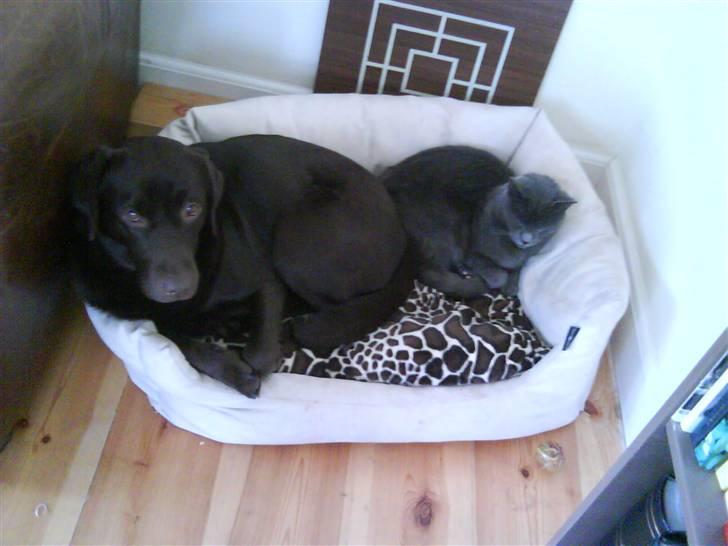 Labrador retriever Wilma - De gode venner!!! billede 5