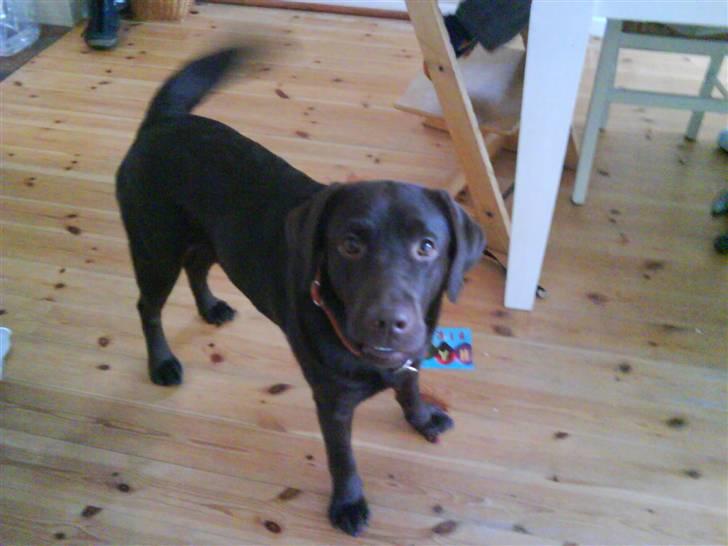 Labrador retriever Wilma billede 6