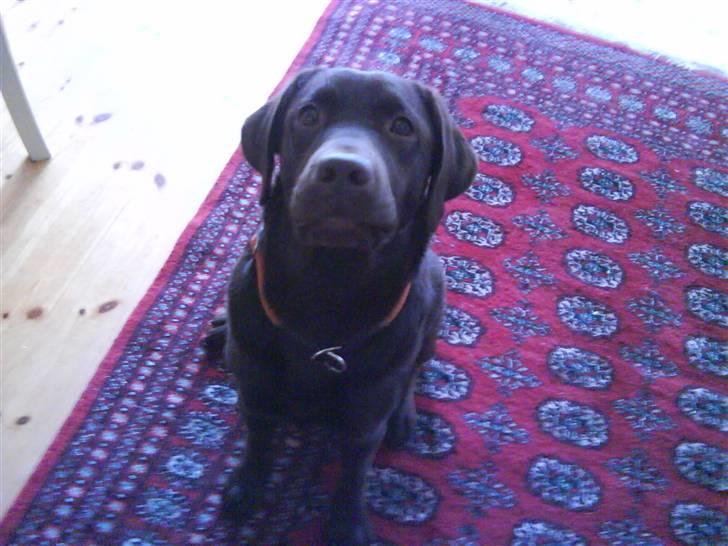 Labrador retriever Wilma billede 7