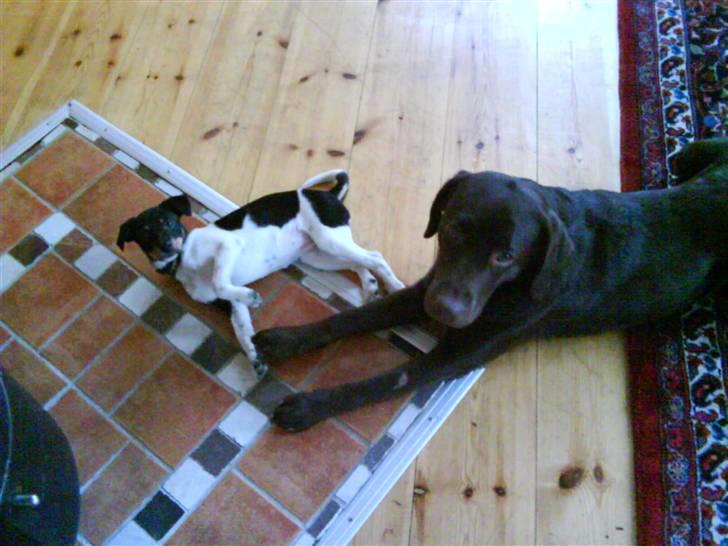 Labrador retriever Wilma billede 8