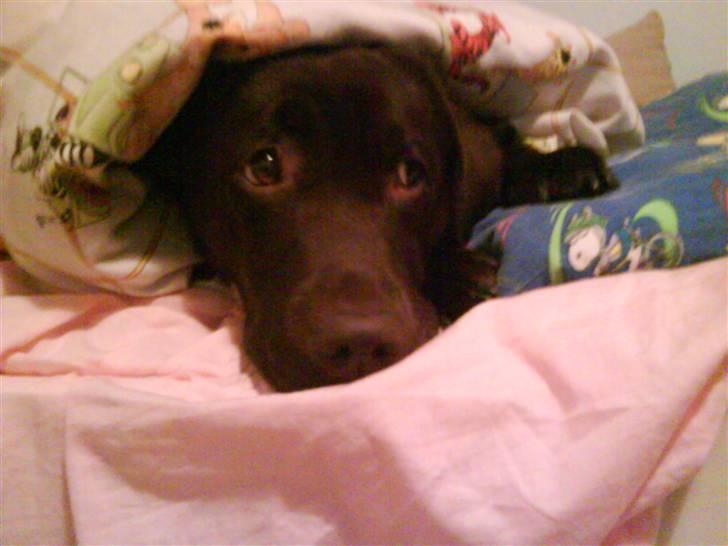 Labrador retriever Wilma billede 9