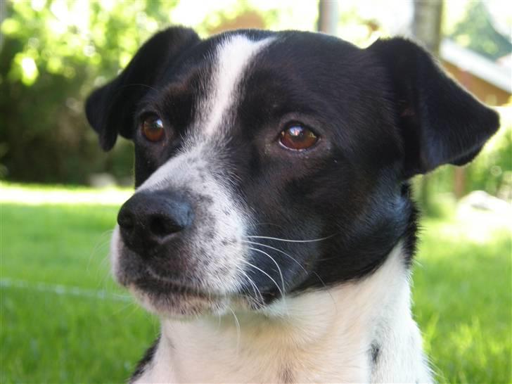 Dansk svensk gaardhund Futte - Min elskede hund <3 billede 2