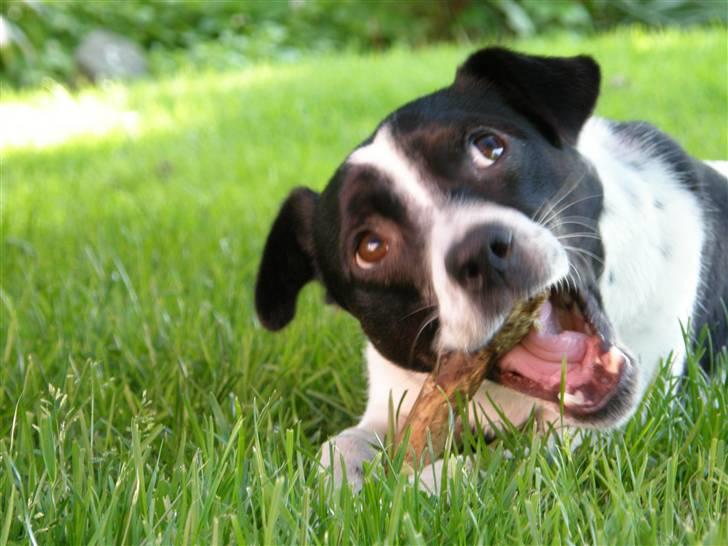 Dansk svensk gaardhund Futte billede 3
