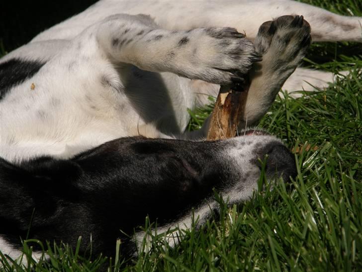 Dansk svensk gaardhund Futte billede 4
