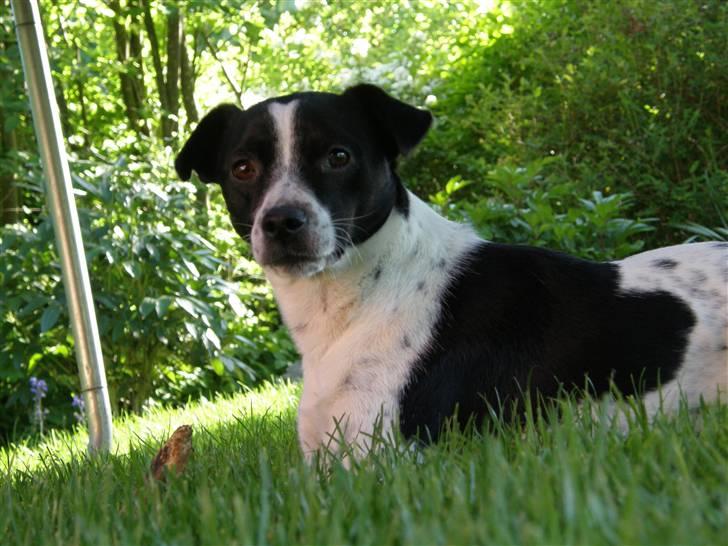 Dansk svensk gaardhund Futte billede 5