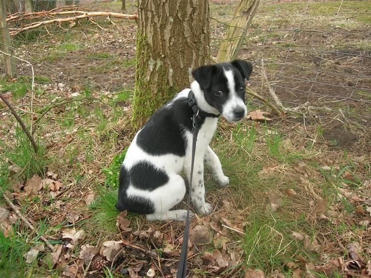 Dansk svensk gaardhund Futte billede 6
