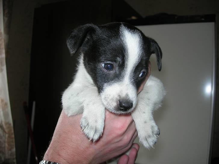 Dansk svensk gaardhund Futte - Da vi valgte at det skulle være ham<3 billede 7