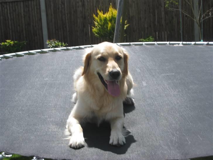 Labrador retriever Daddy billede 2