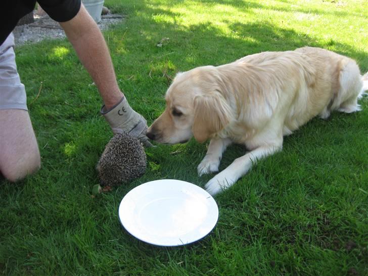 Labrador retriever Daddy - Nøj man..hvad er det for en?? billede 3