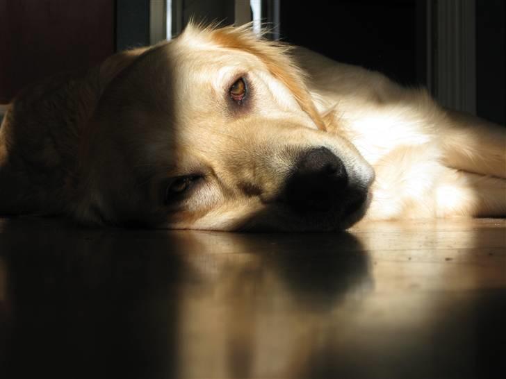 Labrador retriever Daddy billede 4