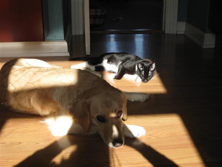 Labrador retriever Daddy billede 5