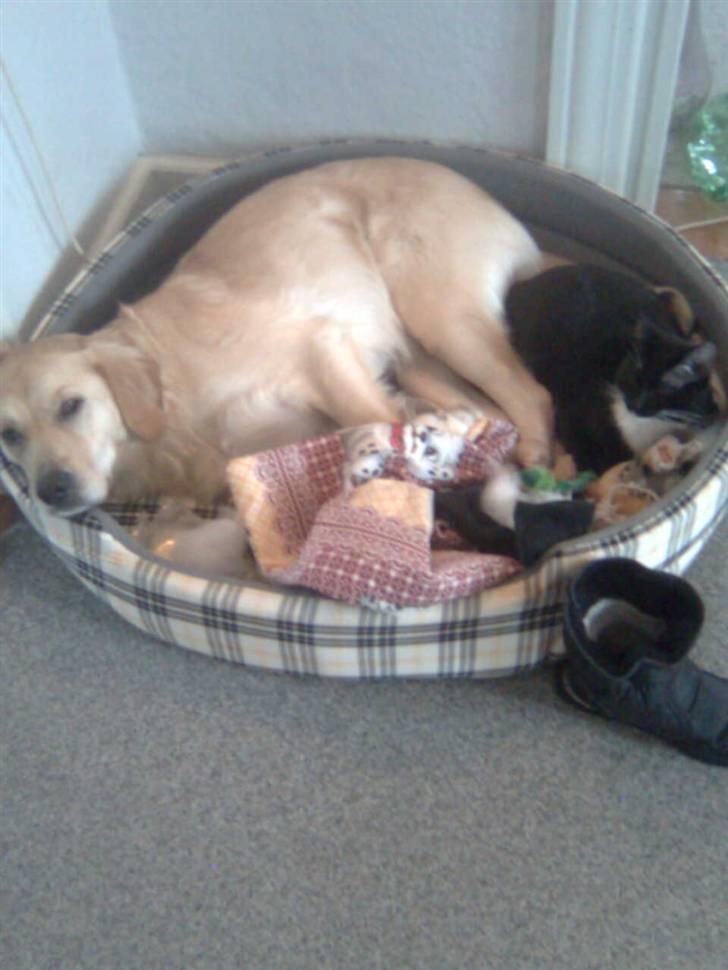 Labrador retriever Daddy - Daddy og Ib i kurv sammen  billede 6