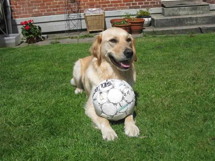 Labrador retriever Daddy billede 7