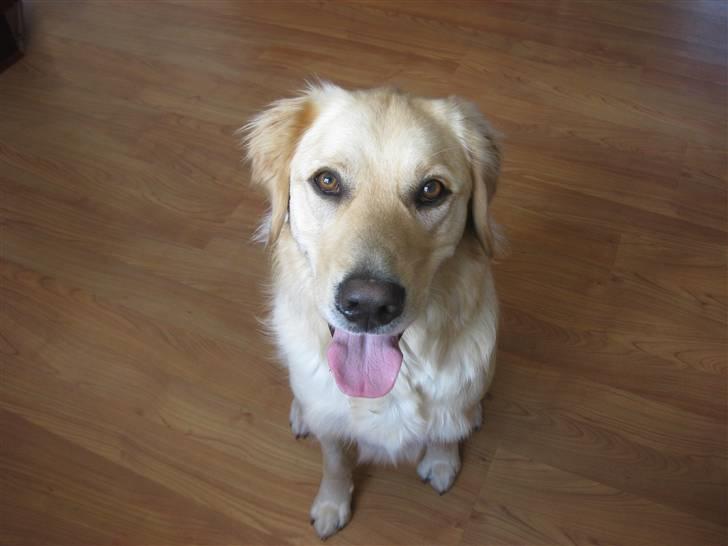 Labrador retriever Daddy billede 8