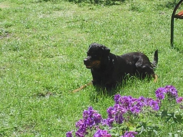 Rottweiler vaki billede 1