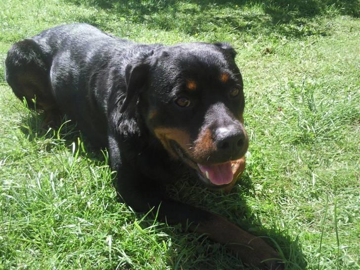 Rottweiler vaki billede 2