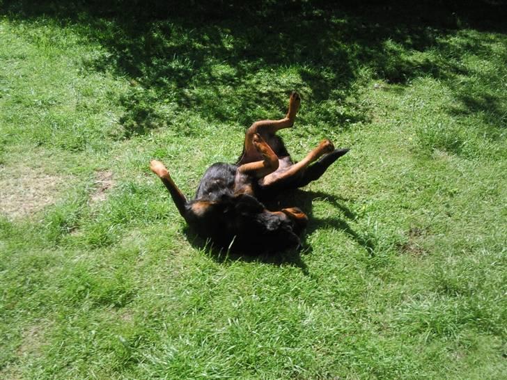 Rottweiler vaki billede 3