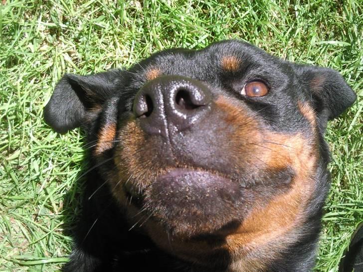 Rottweiler vaki billede 4