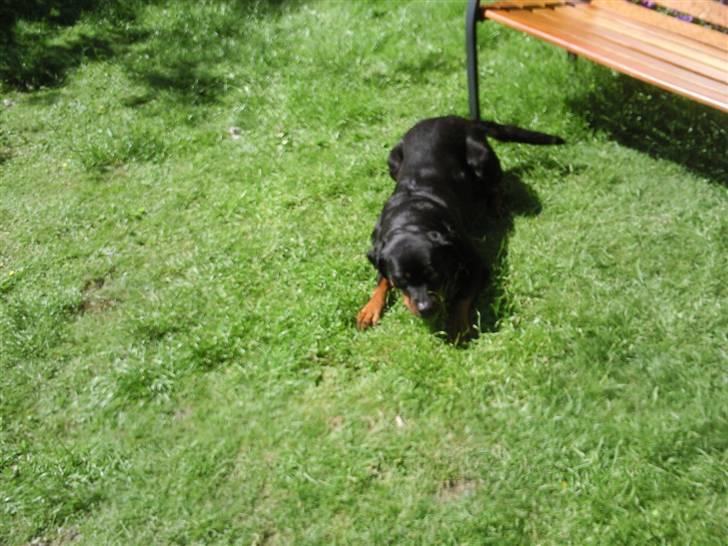 Rottweiler vaki billede 5