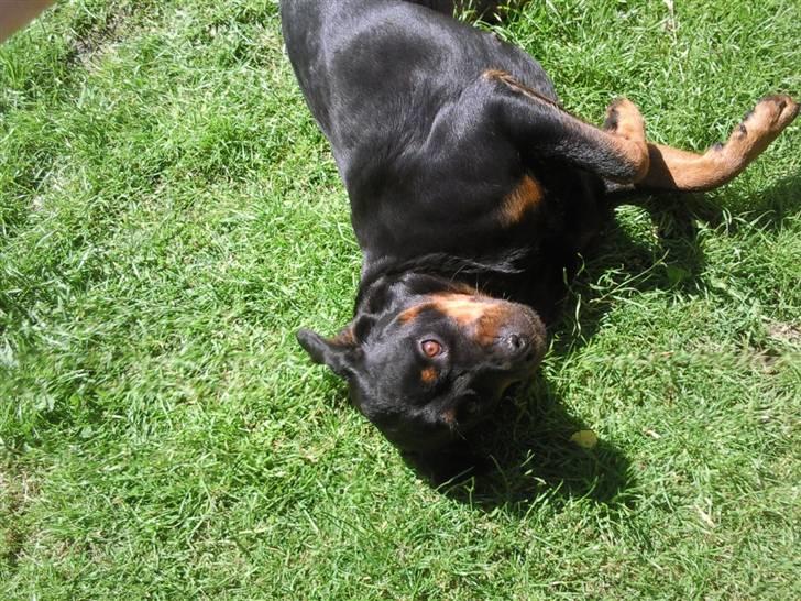 Rottweiler vaki billede 6