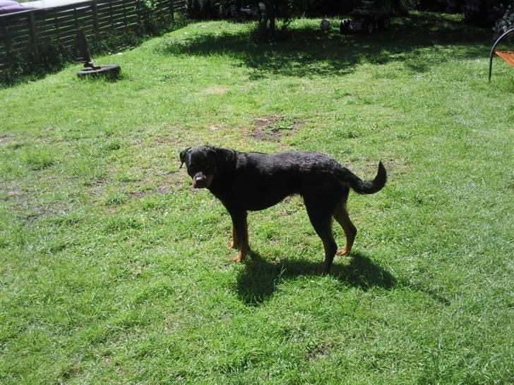 Rottweiler vaki billede 7