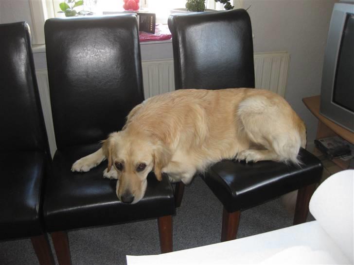 Labrador retriever Daddy billede 9