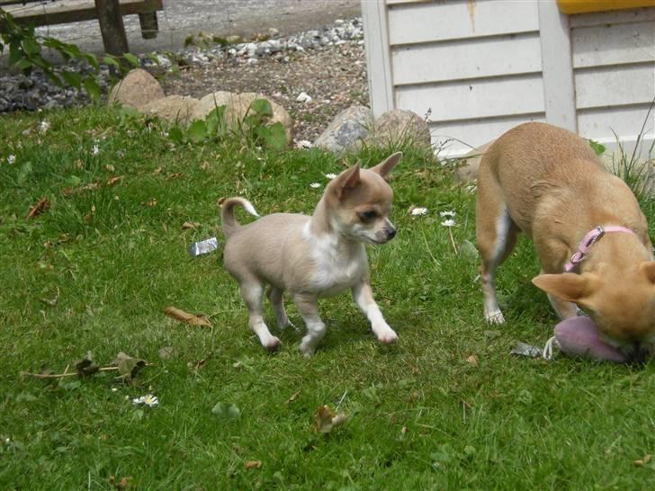 Chihuahua Monti *  billede 5